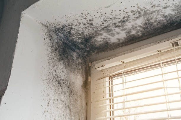 Affordable Attic Mold Removal solutions in Universal City, TX