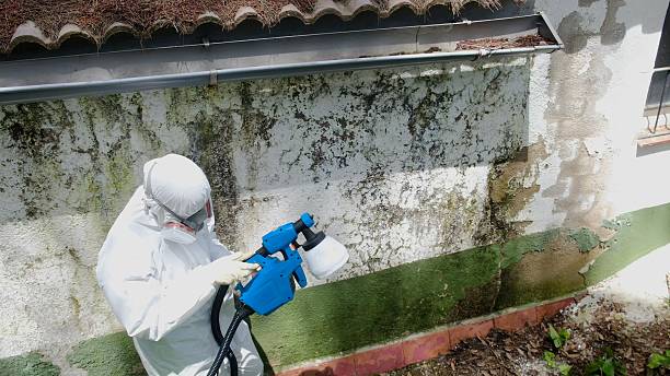Top rated local Attic Mold Removal specialists in Universal City, TX